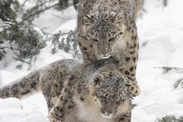 Neve Mates — Fotografia de Stock