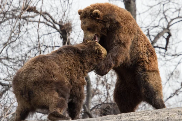 Битва медведей — стоковое фото