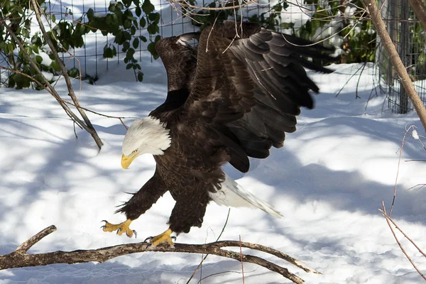 El águila ha aterrizado — Foto de Stock