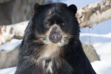 Andean Bear clipart