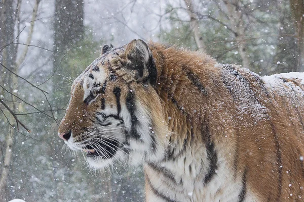 시베리아 호랑이 — 스톡 사진
