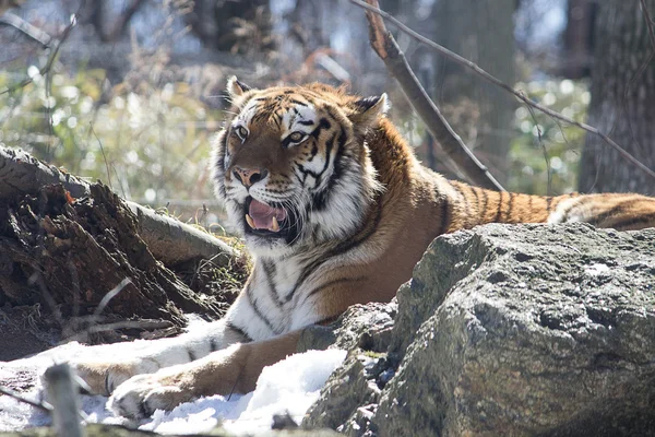 Sibirischer Tiger — Stockfoto