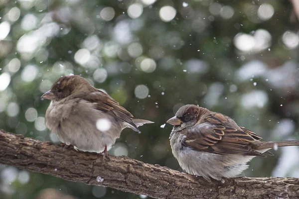 Bokeh Birds — Fotografie, imagine de stoc