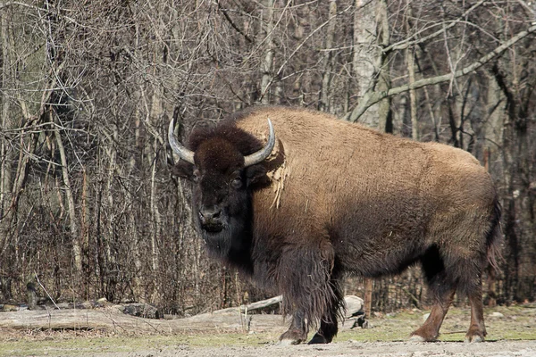 American Bison — Stock Photo, Image