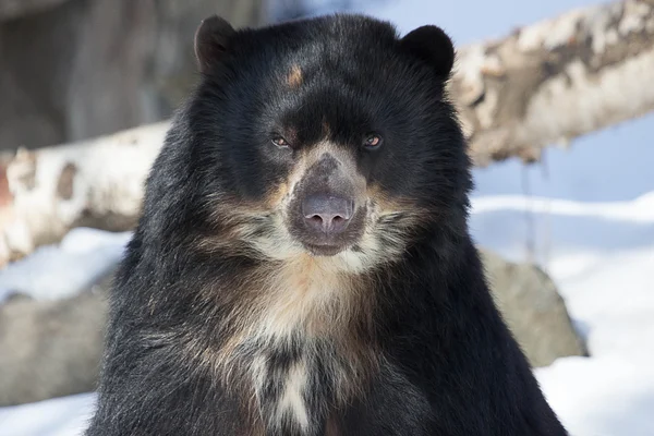 Андский медведь — стоковое фото
