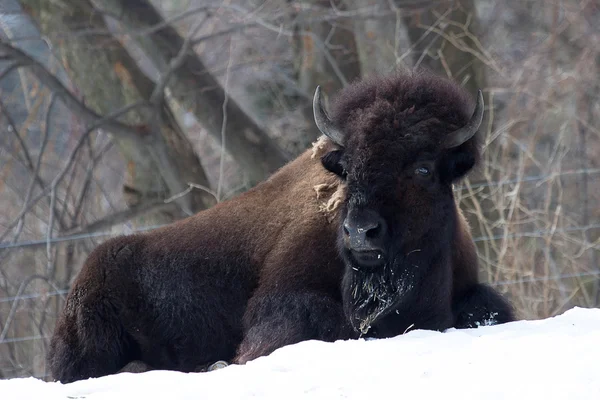 Een Amerikaanse buffalo — Stockfoto