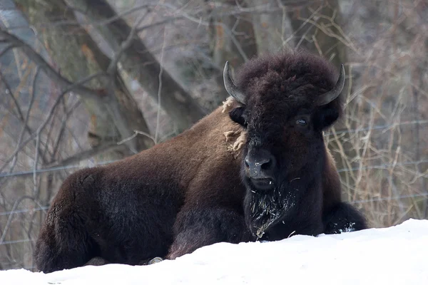 bir Amerikan buffalo