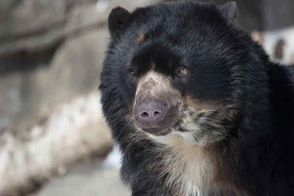 Andean Bear — Stock Photo, Image