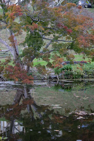 En el estanque de Cedarmere — Foto de Stock