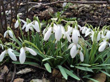 Kar tanesi, çuha çiçeği. Parlak çiçekler. Baharın başlarında güzel çiçekler.