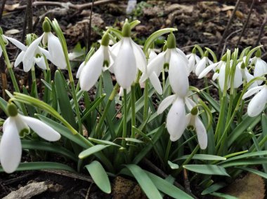 Kar tanesi, çuha çiçeği. Parlak çiçekler. Baharın başlarında güzel çiçekler.
