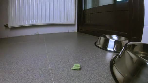 可爱的狗吃在它的食物旁边的地板上的小饰物 还喝盘子里的水 部分慢动作 — 图库视频影像