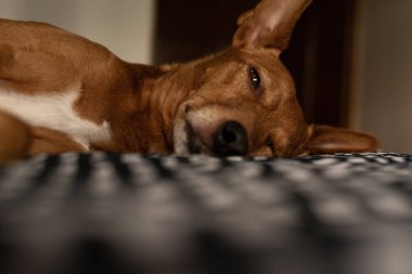 Şirin bir köpek, podenco, siyah beyaz kareli bir yatakta yan yatıyor, sanki çok yorgunmuş gibi, zar zor gözlerini açıyor..