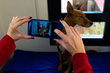 Şirin bir köpek pencerenin önünde poz verirken, bir kadın, sahibi, akıllı telefonuyla onun fotoğraflarını çekiyor.
