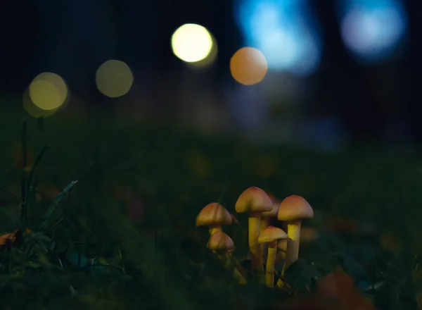 夕暮れ時に神秘的な森の草の中に隠されたいくつかの非常に小さなキノコ — ストック写真