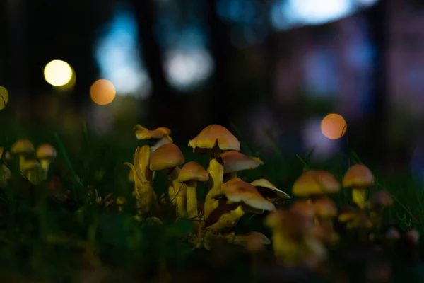 Group Small Mushrooms Park City Background Out Focus — Stock Photo, Image