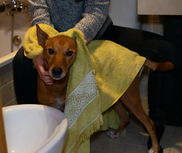 A person drying a cute dog with a yellow towel after bathing him