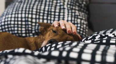 Bir kadının eli başını okşarken, bir köpek yatakta yarı uyur.