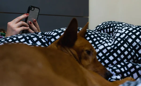 Женщина Постели Используя Смартфон Проснулась Собака Лежит Кровати Рядом Ней — стоковое фото