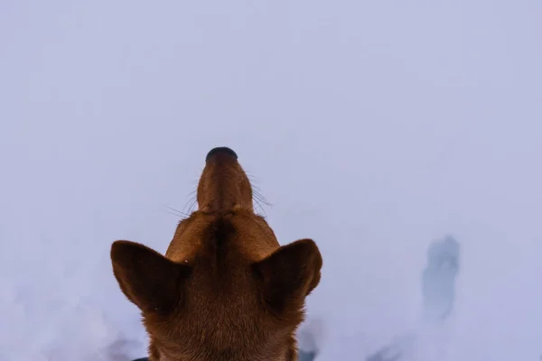 Vue Dessus Tête Chien Avec Grandes Oreilles Long Museau Sur — Photo