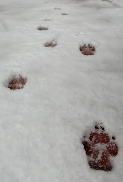 Several animal tracks in the snow