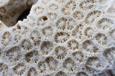 Close-up view of a nice piece of coral with beautiful patterns and a hole for a background. clipart