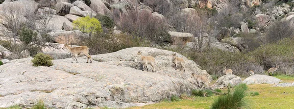 A group of mountain goats walk over some rocks following a single file, looking for other lands where they can continue grazing.