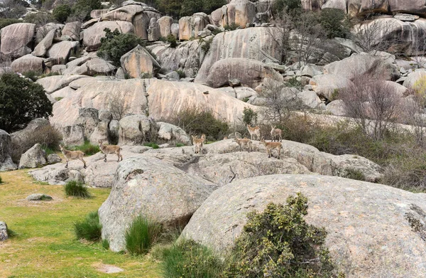 Herd Wild Mountain Goats Walk Beautiful Landscape Huge Rocks — Stock Photo, Image