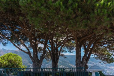 Pico dos Barcelos 'un bakış açısından Funchal şehrinin güzel manzarası, üç heybetli çam ağacının yanında..