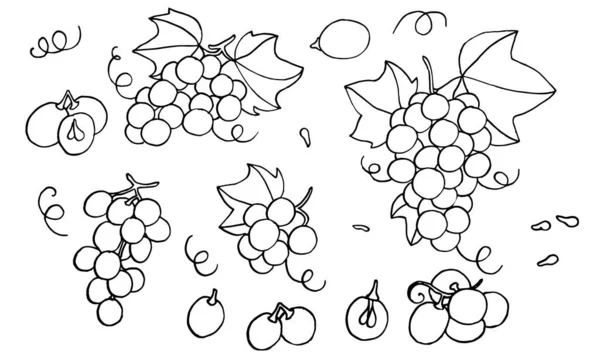 Set Grapes Monochrome Sketch Hand Drawn Grape Bunches Decorative Doodles — Stock Vector