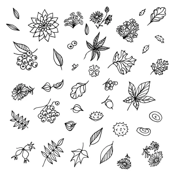 Рука Намальована Осінньою Колекцією Сезонними Квітами Рослинами Листям Doodle Набір — стоковий вектор