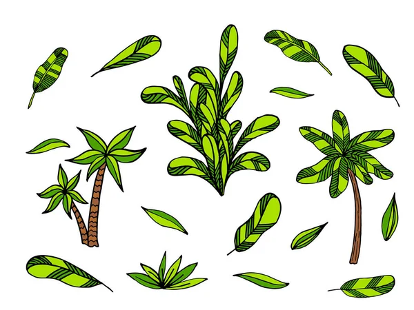 Set Colorate Palme Vettoriali Illustrazione Collezione Piante Tropicali Dei Cartoni — Vettoriale Stock