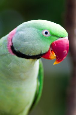 Yeşil papağan whit kırmızı gaga