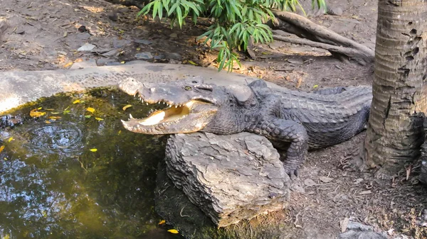 Крокодил открыл рот . — стоковое фото