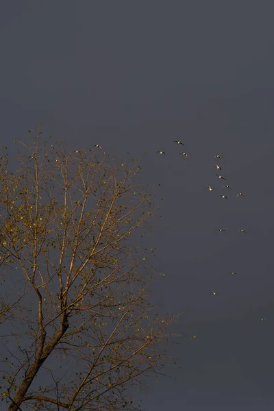 Желтая Верхушка Дерева Летающими Птицами Небом Бури — стоковое фото