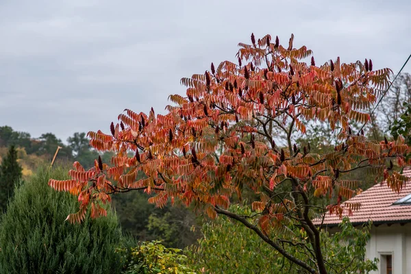 Baumwipfel Mit Roten Blättern Einem Park Herbst — Stockfoto