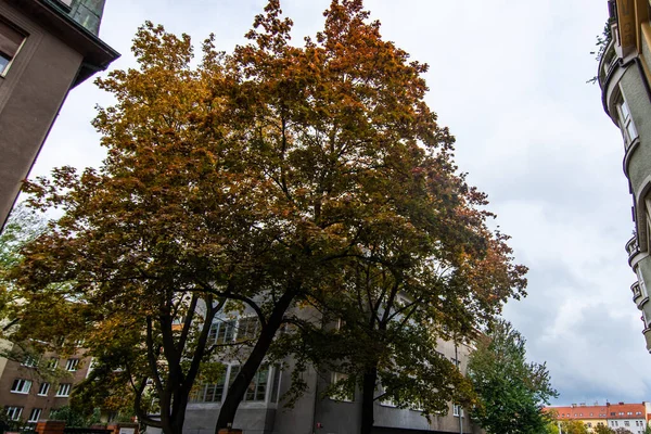폭풍이 가을에 도시에 나무의 — 스톡 사진