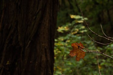 Bir sonbahar günü ormanda bir yaprağın üzerini kapat.