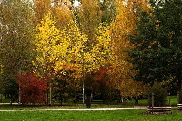 Piękne Kolorowe Drzewa Jesienny Dzień — Zdjęcie stockowe