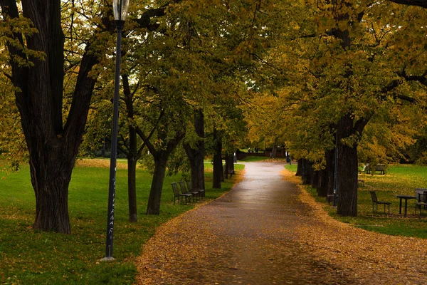 Kolorowa Ścieżka Parku Żółtymi Liśćmi — Zdjęcie stockowe
