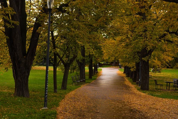 Colorful Path Park Yellow Leaves — Stock Photo, Image