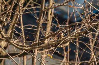 Güneşli bir günde, sonbaharda yaprakları olmayan bir ağacın dalına tutunan küçük bir kuş..
