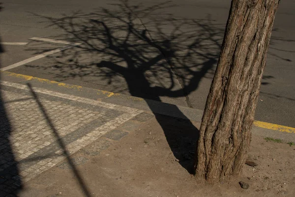 Shadow of a tree reflected on the street on the city during a sunny day.