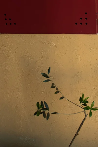 Imagen Abstracta Con Una Pista Arbusto Con Una Pared Amarilla — Foto de Stock