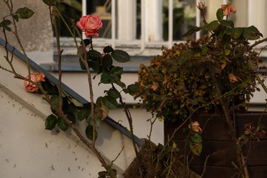 Güzel bir gül, Prag 6 'daki eski bir binanın özel bahçesinin önünde, Hradcanska tramvay istasyonuna yakın bir yerde, 2021 kışının başında..