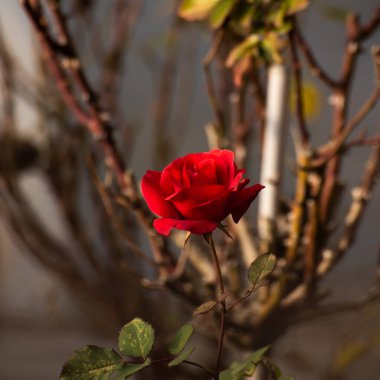 Güzel bir gül, Prag 6 'daki eski bir binanın özel bahçesinin önünde, Hradcanska tramvay istasyonuna yakın bir yerde, 2021 kışının başında..