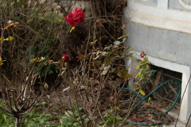 Güzel bir gül, Prag 6 'daki eski bir binanın özel bahçesinin önünde, Hradcanska tramvay istasyonuna yakın bir yerde, 2021 kışının başında..