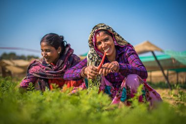 Rajasthan. Hindistan. 07-02-2018. Bazı tarımsal faaliyetlerde bulunan kadınlar.