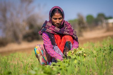 Rajasthan. Hindistan. 07-02-2018. Bazı tarımsal faaliyetlerde bulunan kadınlar.