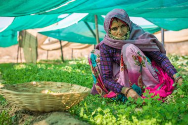 Rajasthan. Hindistan. 07-02-2018. Bazı tarımsal faaliyetlerde bulunan kadınlar.